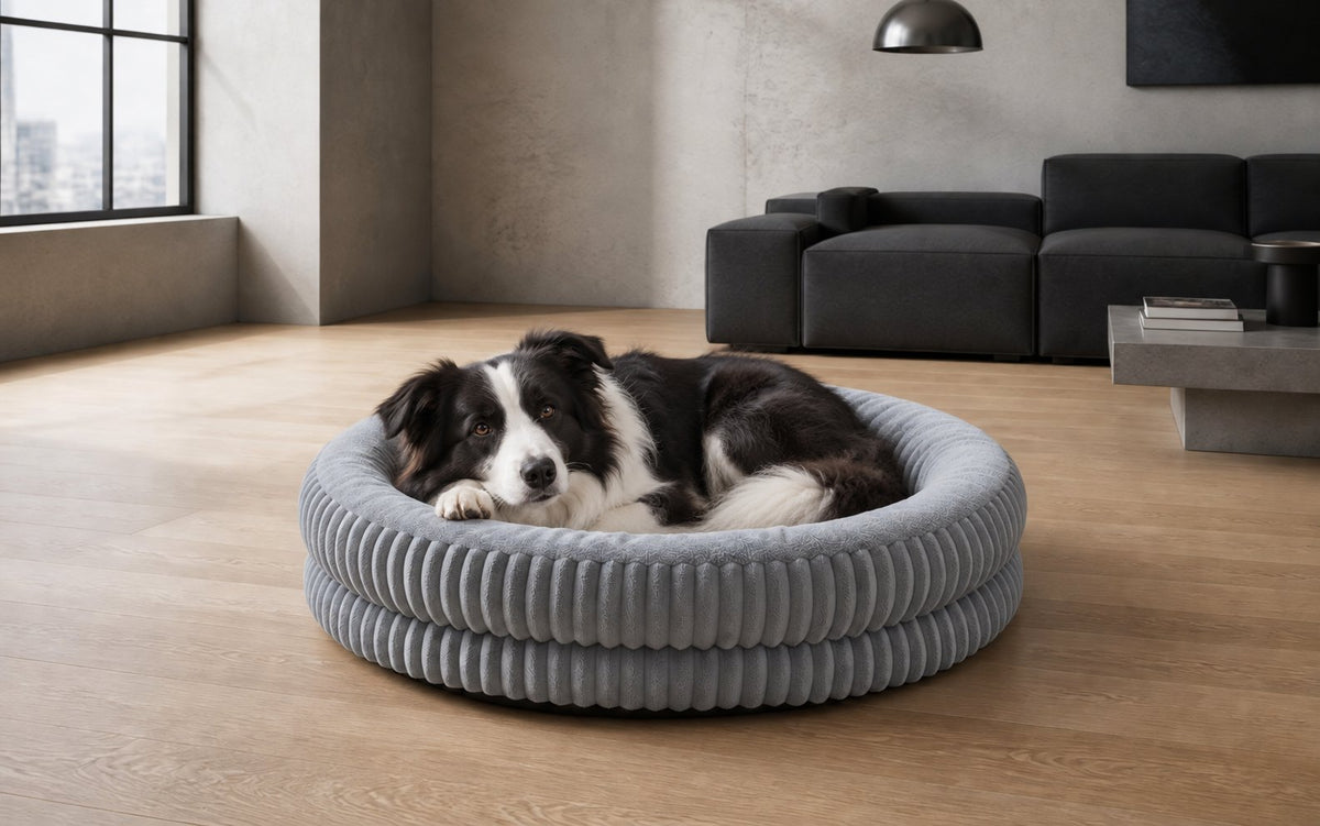 Border Collie resting in a grey ribbed round dog bed in a living room